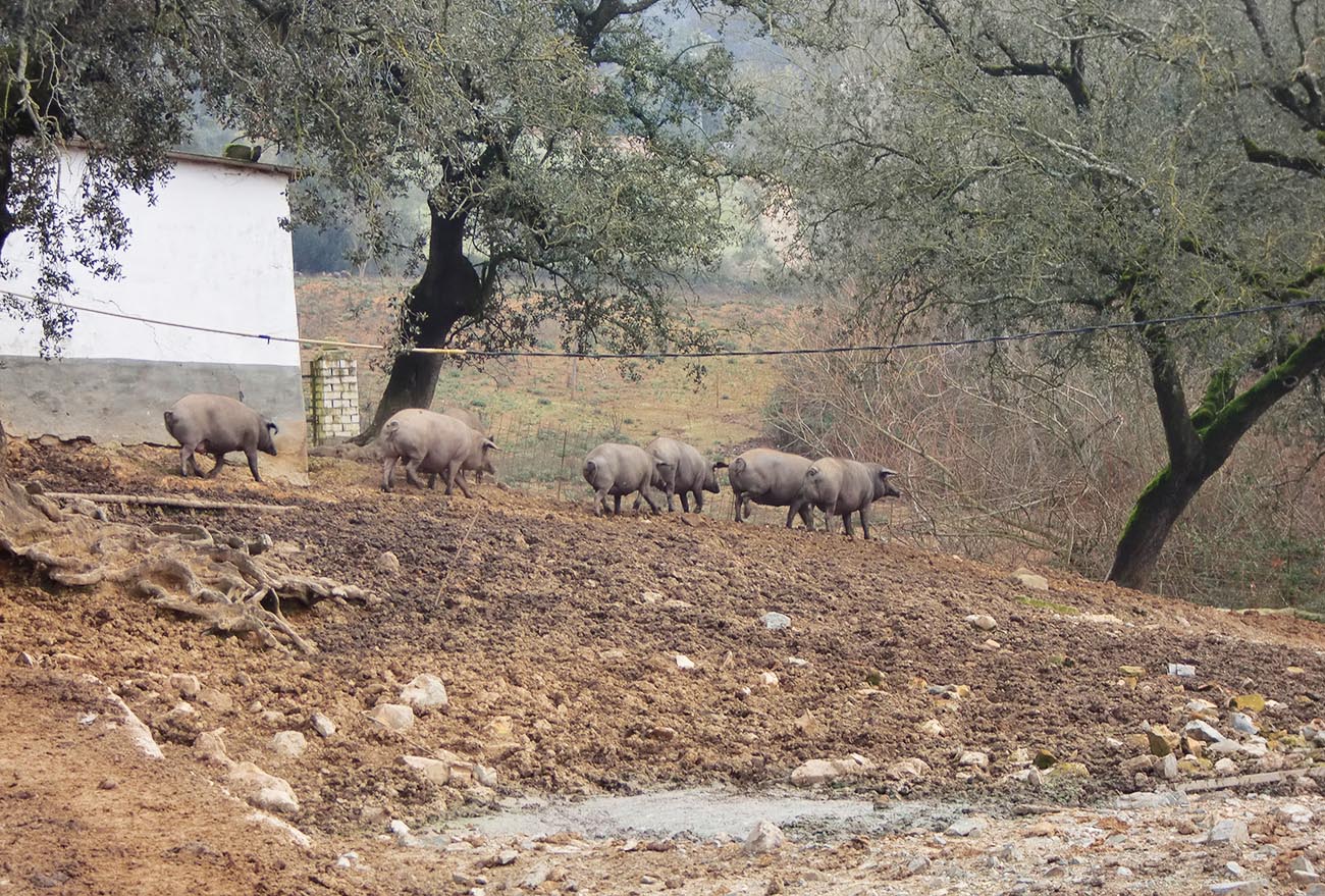 Quelle est la race du porc de Jabugo ?